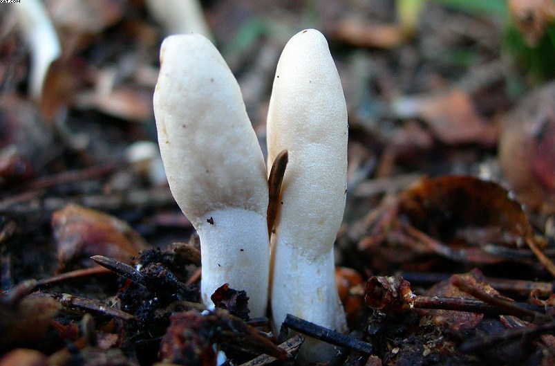 La foresta subalpina di Les breuleux  (CH)